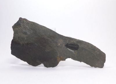 Elipsocephalus hoffi - Jince u Příbrami (22)